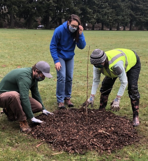 Sylvan, Jennifer, and Rachel arrange mulch around Ginkgo tree